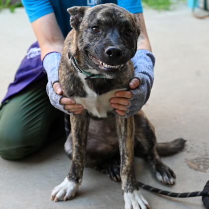 Aloha (Foster)