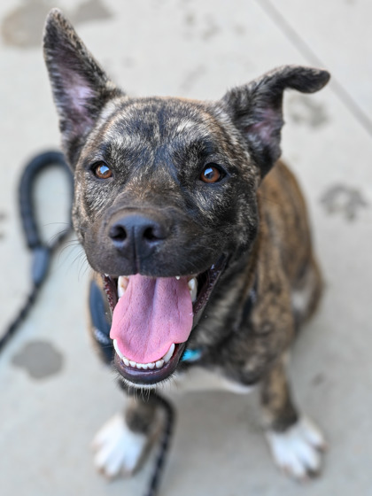 Aloha (Foster)