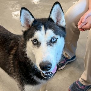 Nova