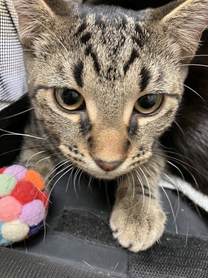 Gus