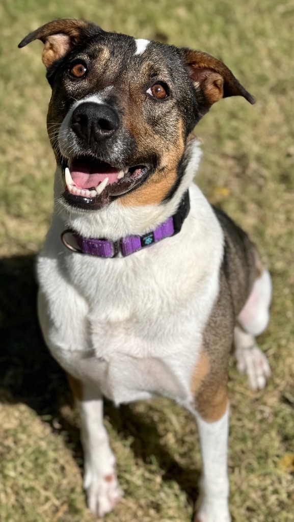 Mollie, an adoptable Australian Cattle Dog / Blue Heeler in Great Bend, KS, 67530 | Photo Image 1