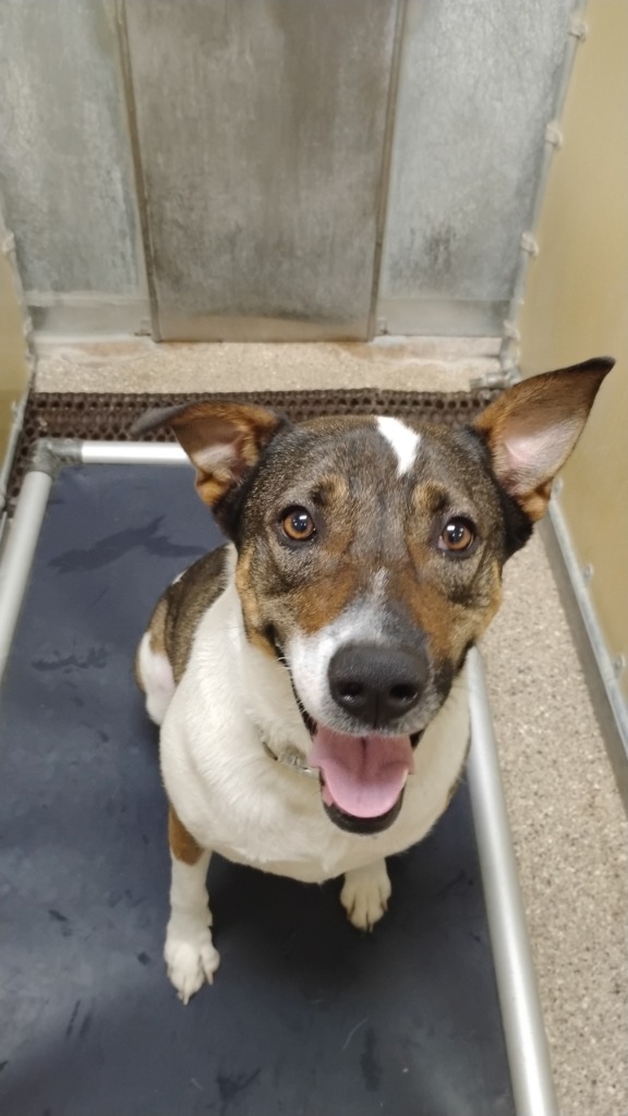 Mollie, an adoptable Australian Cattle Dog / Blue Heeler in Great Bend, KS, 67530 | Photo Image 2