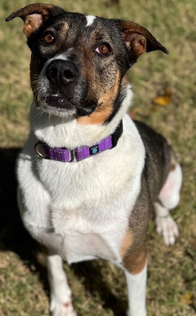 Mollie, an adoptable Australian Cattle Dog / Blue Heeler in Great Bend, KS, 67530 | Photo Image 3