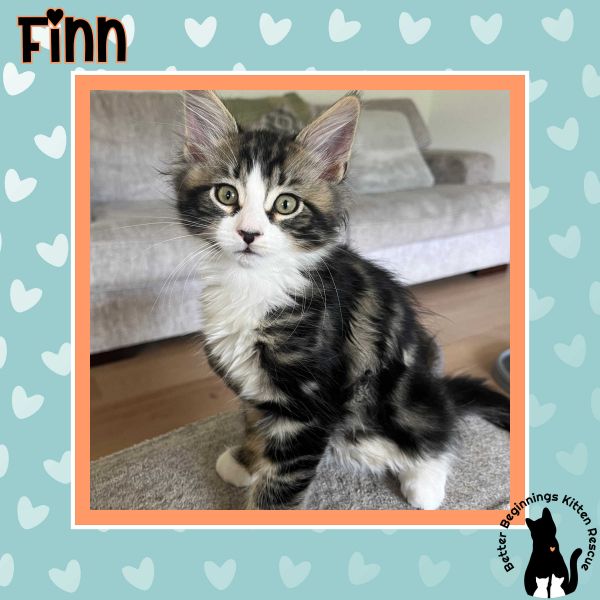 Finn