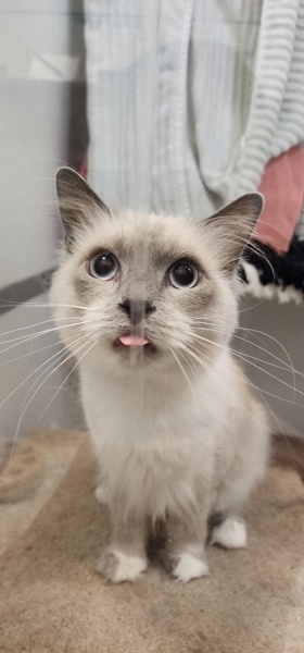 Schackie, an adoptable Birman in San Diego, CA, 92110 | Photo Image 1
