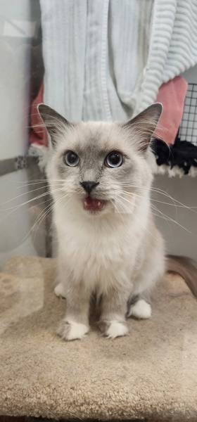 Schackie, an adoptable Birman in San Diego, CA, 92110 | Photo Image 2