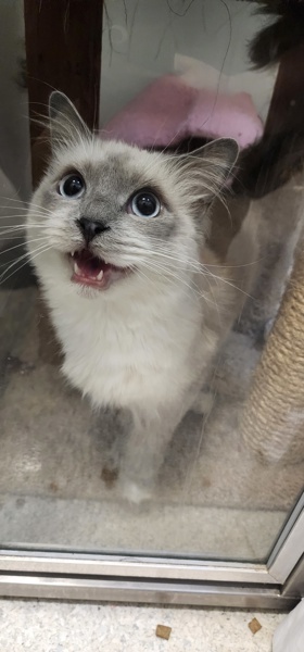Schackie, an adoptable Birman in San Diego, CA, 92110 | Photo Image 3