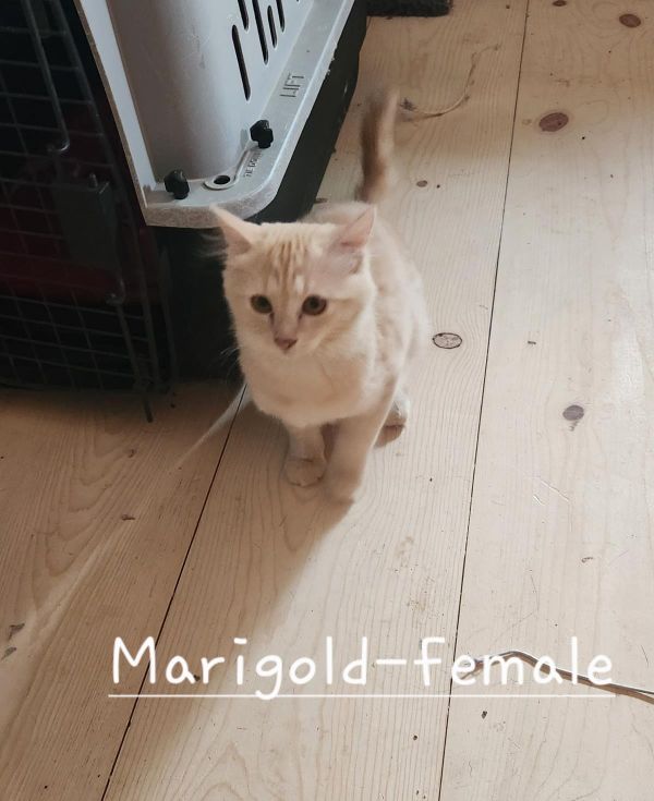 Marigold