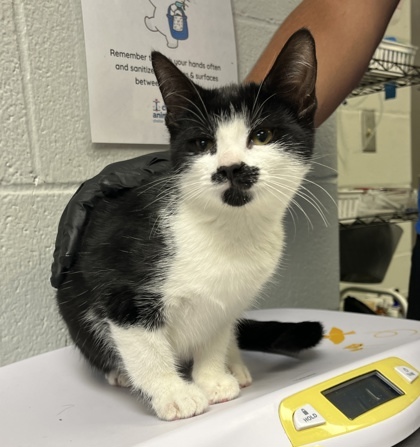 Pepper (Actual)
