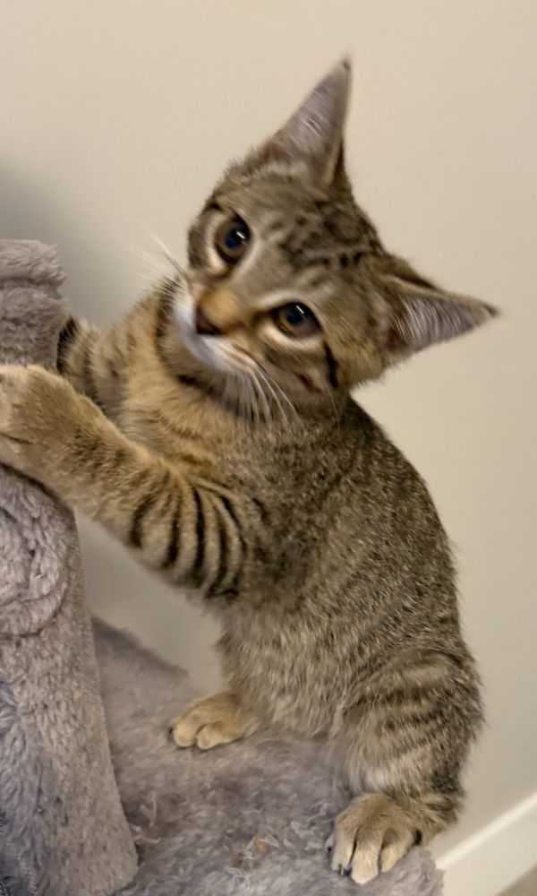 Gilbert