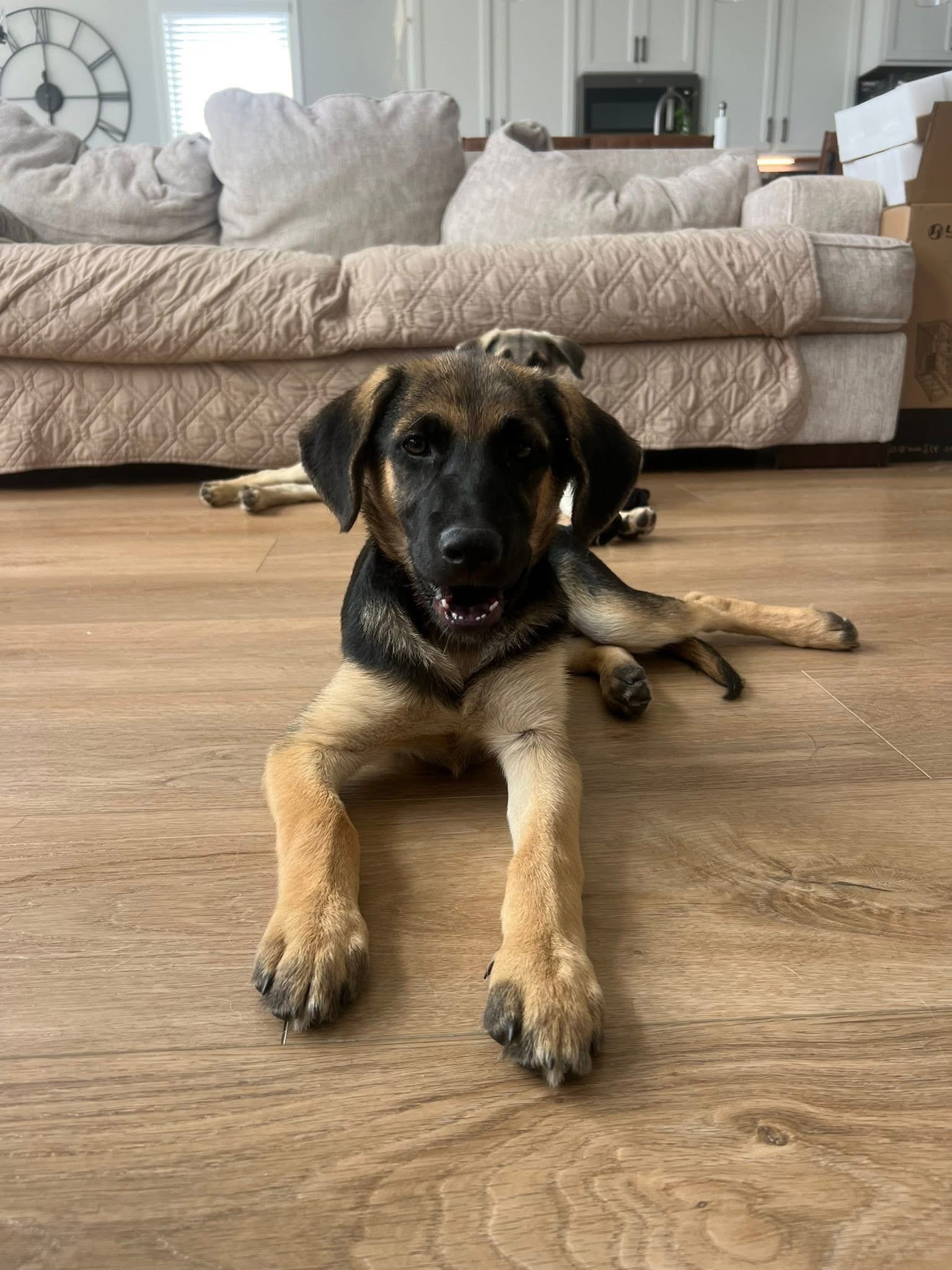 Photo of Baby Female German Shepherd Dog Yellow / Tan / Blond / Fawn, Black