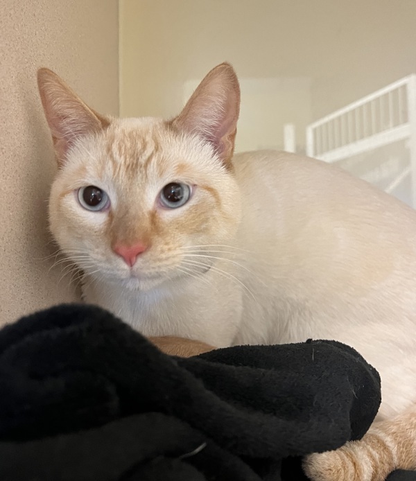 Caramel