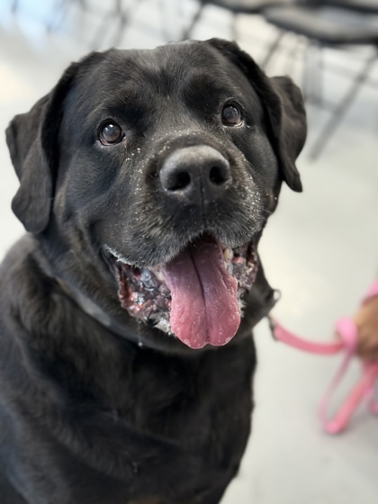 Lena Loo, an adoptable Rottweiler, Mastiff in Gwinn, MI, 49841 | Photo Image 1