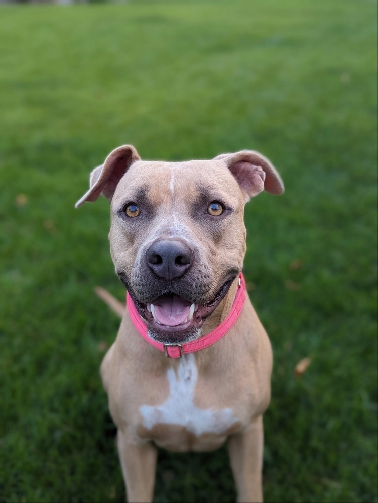 Willow, an adoptable Mixed Breed in Rapid City, SD, 57702 | Photo Image 1