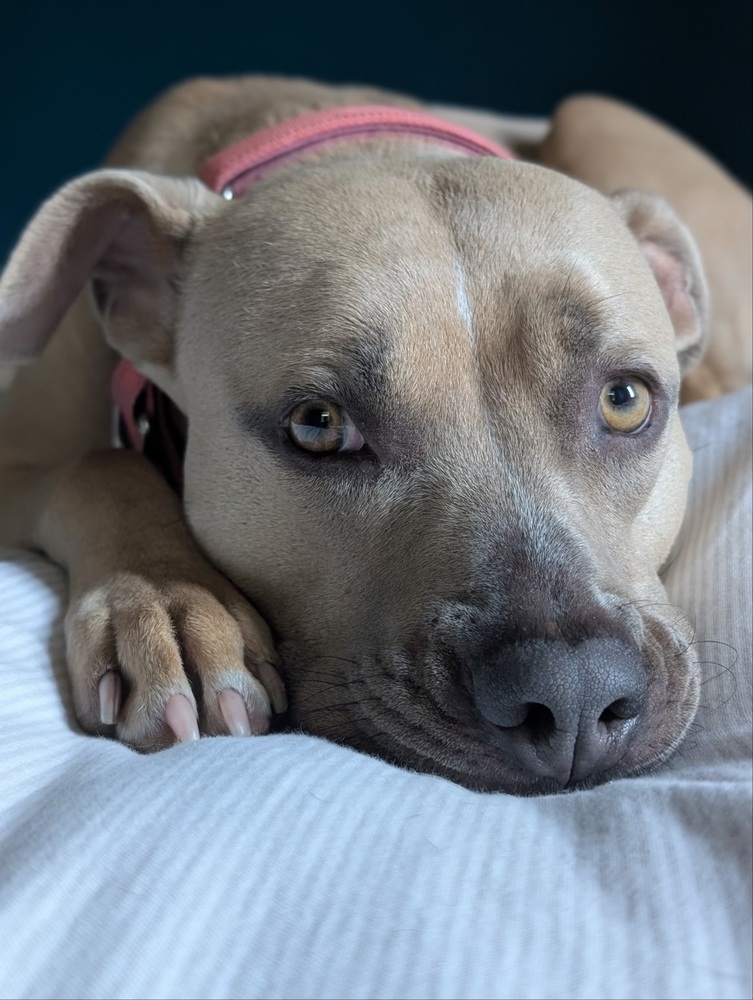 Willow, an adoptable Mixed Breed in Rapid City, SD, 57702 | Photo Image 2