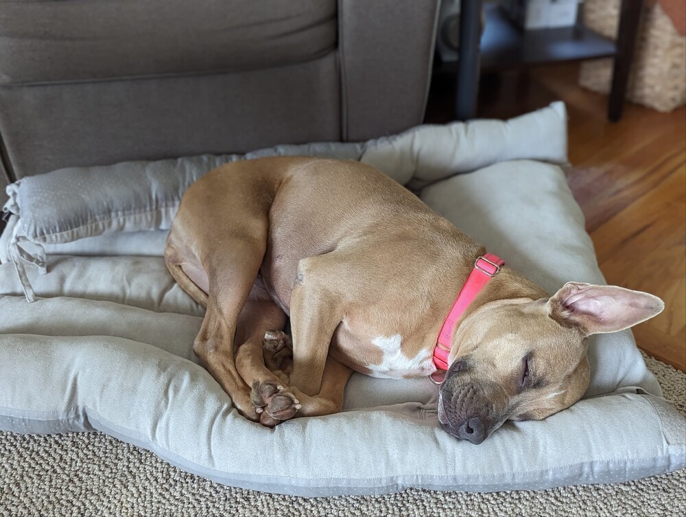Willow, an adoptable Mixed Breed in Rapid City, SD, 57702 | Photo Image 3