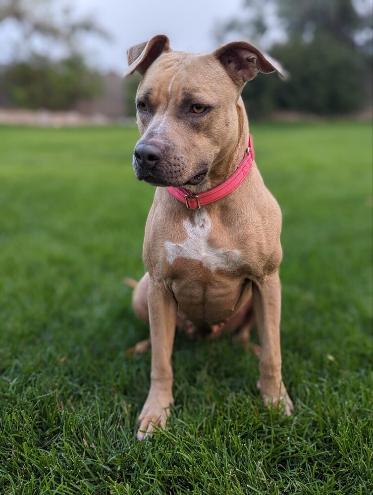 Willow, an adoptable Mixed Breed in Rapid City, SD, 57702 | Photo Image 4