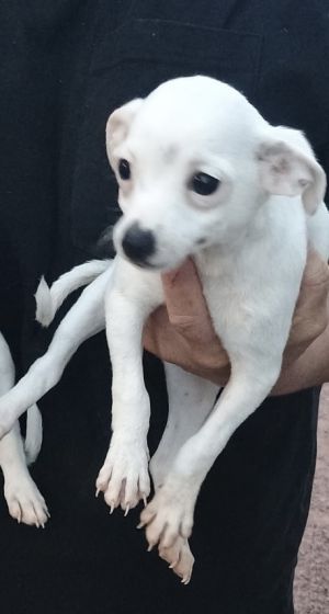 Basil