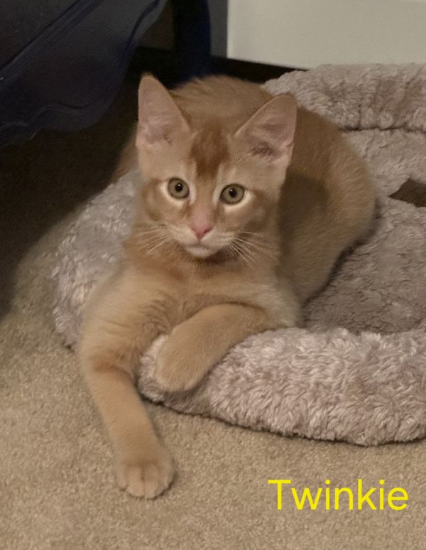 Twinkie