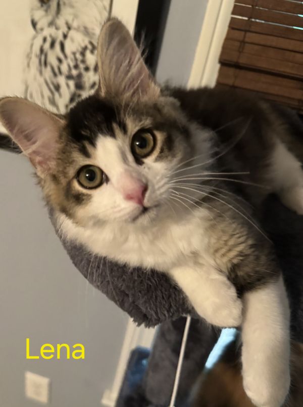 Lena