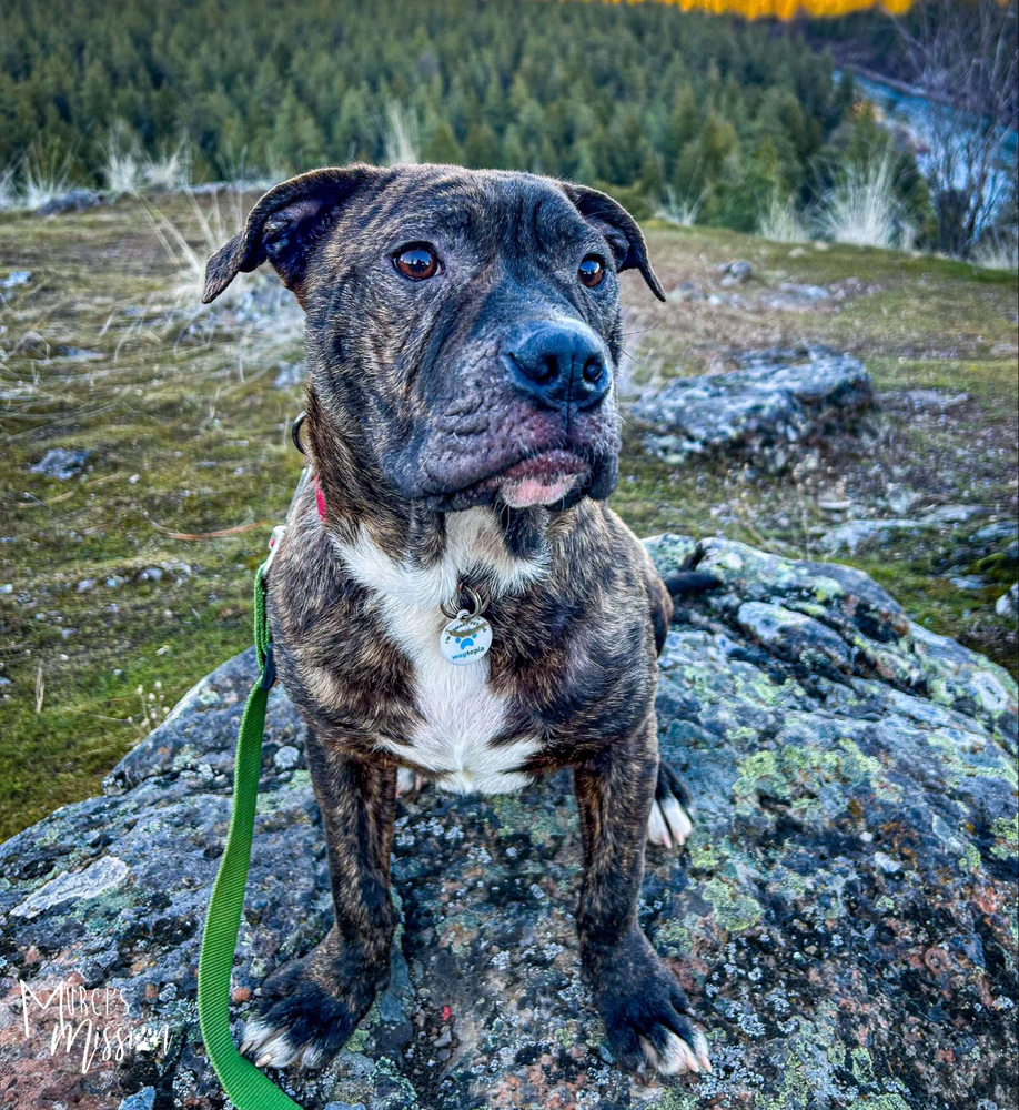 Toadstool, an adoptable Pit Bull Terrier, Boston Terrier in Spokane , WA, 99209 | Photo Image 2