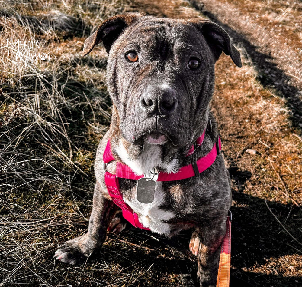 Toadstool, an adoptable Pit Bull Terrier, Boston Terrier in Spokane , WA, 99209 | Photo Image 3