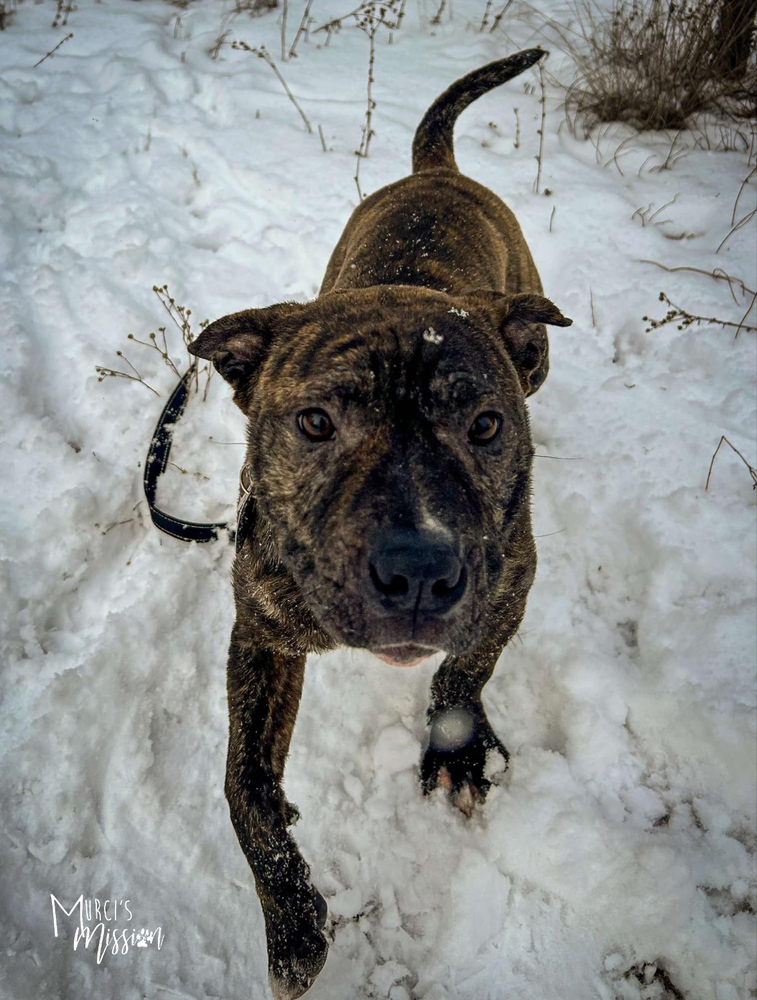 Toadstool, an adoptable Pit Bull Terrier, Boston Terrier in Spokane , WA, 99209 | Photo Image 5