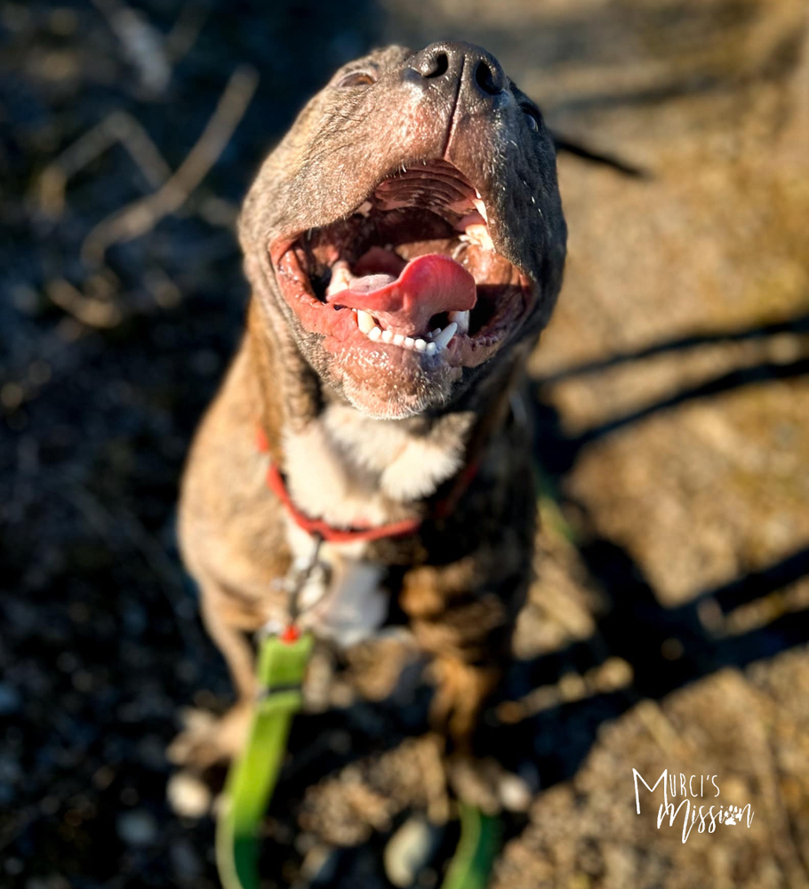 Toadstool, an adoptable Pit Bull Terrier, Boston Terrier in Spokane , WA, 99209 | Photo Image 6