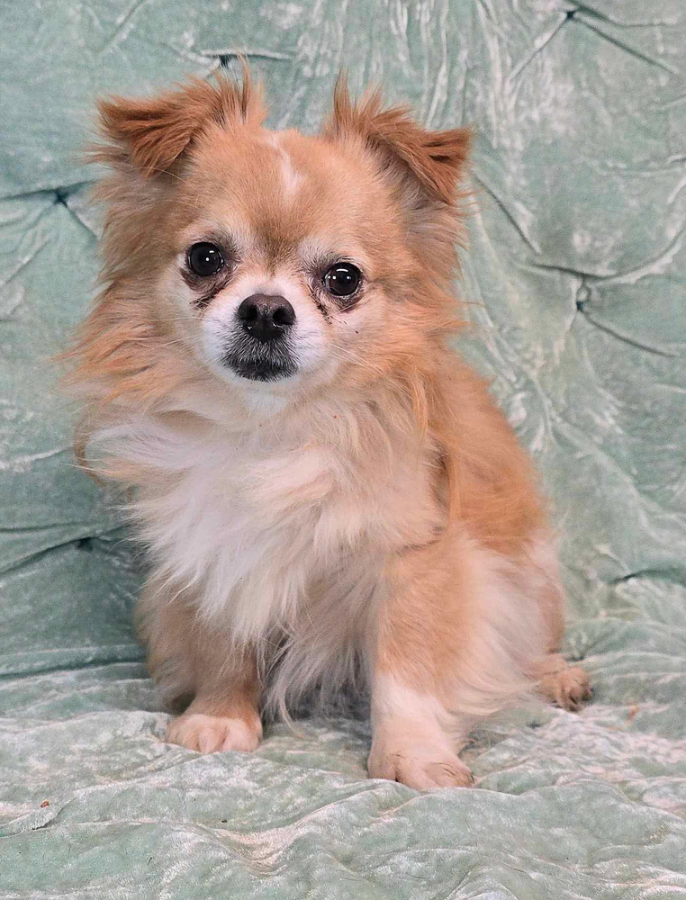 Winchester, an adoptable Pekingese, Chihuahua in Manhattan, NY, 10009 | Photo Image 1