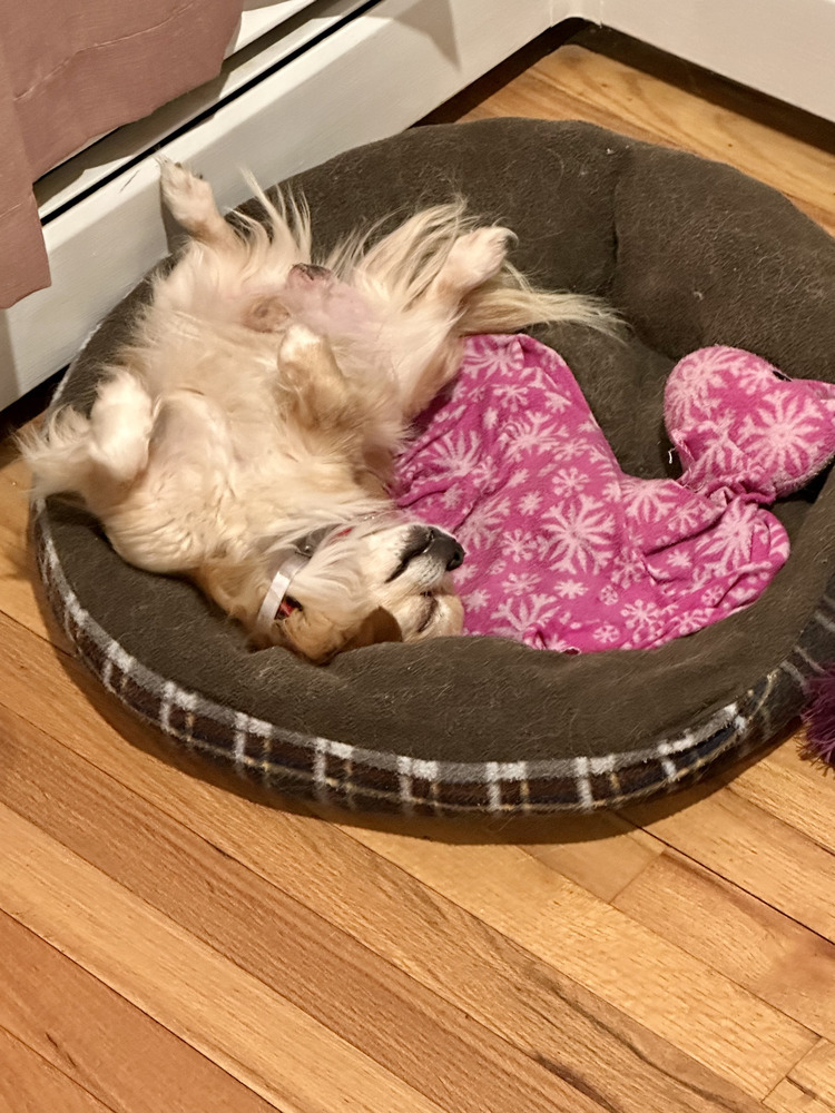 Winchester, an adoptable Pekingese, Chihuahua in Manhattan, NY, 10009 | Photo Image 2