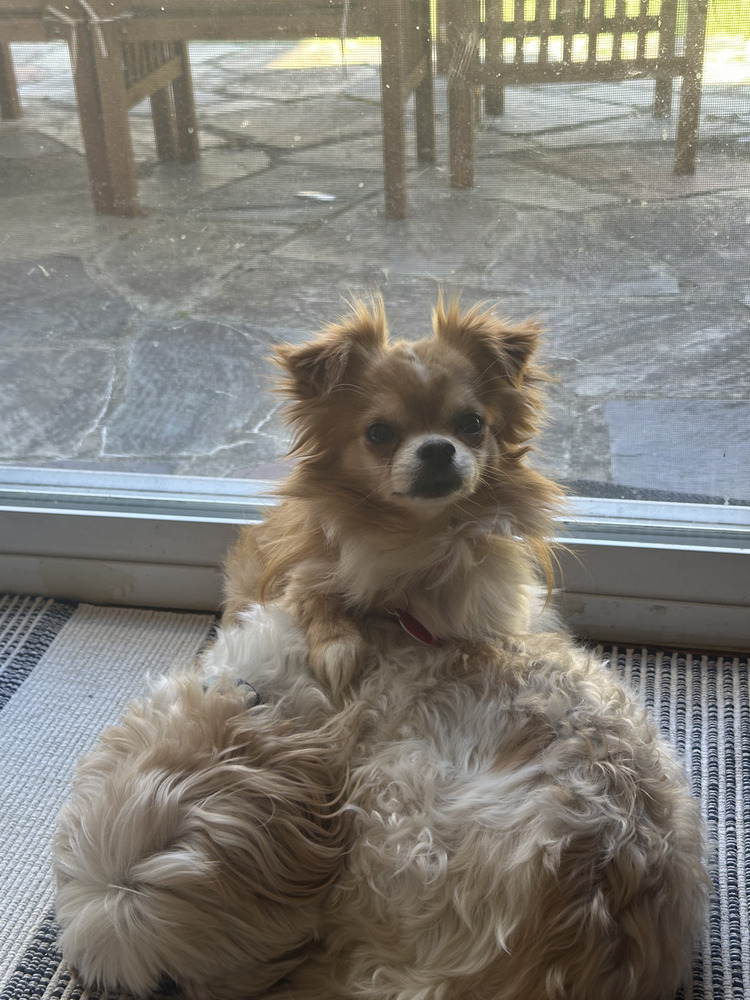 Winchester, an adoptable Pekingese, Chihuahua in Manhattan, NY, 10009 | Photo Image 3
