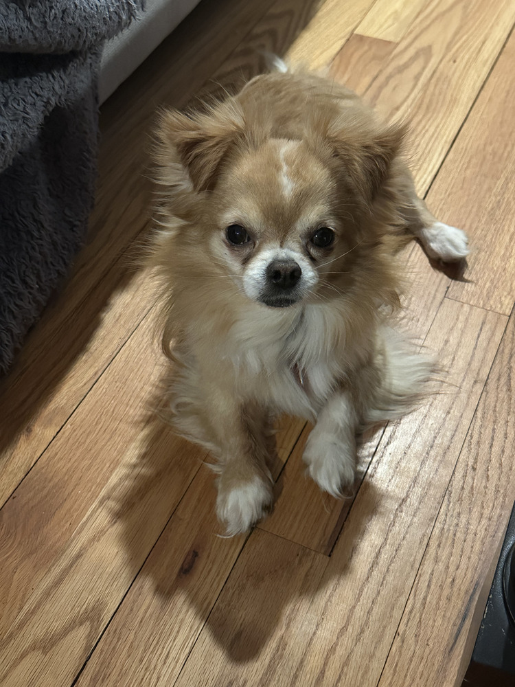 Winchester, an adoptable Pekingese, Chihuahua in Manhattan, NY, 10009 | Photo Image 4