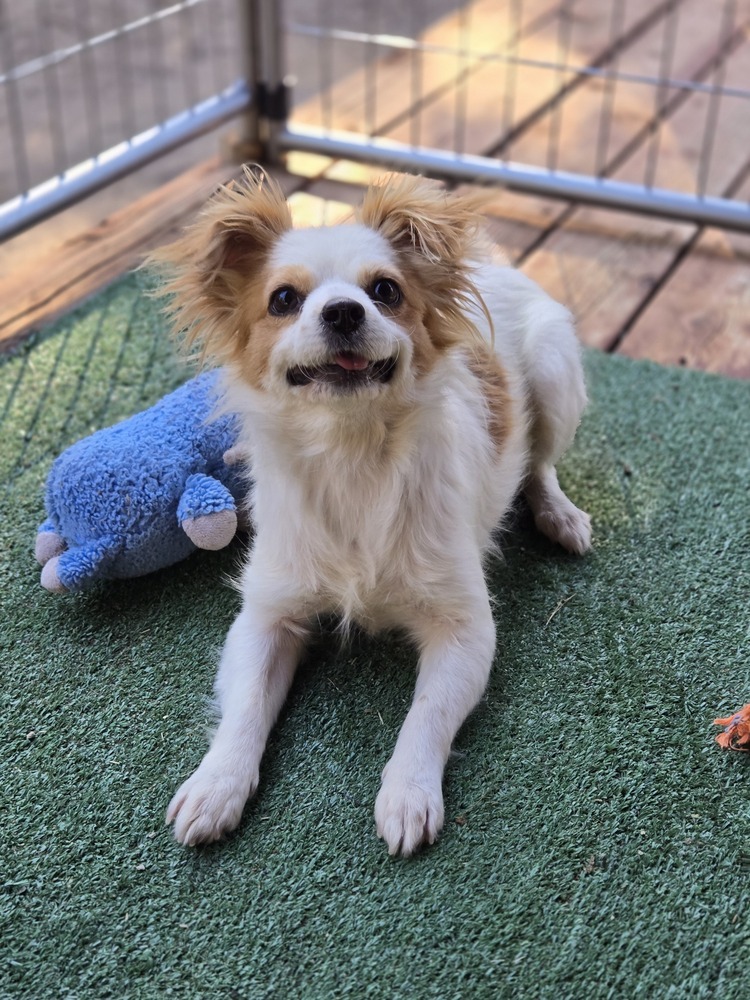 Kelly, an adoptable Dachshund, Cavalier King Charles Spaniel in Bend, OR, 97701 | Photo Image 1