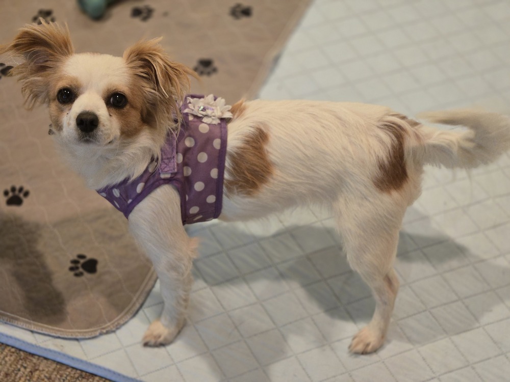 Kelly, an adoptable Dachshund, Cavalier King Charles Spaniel in Bend, OR, 97701 | Photo Image 2