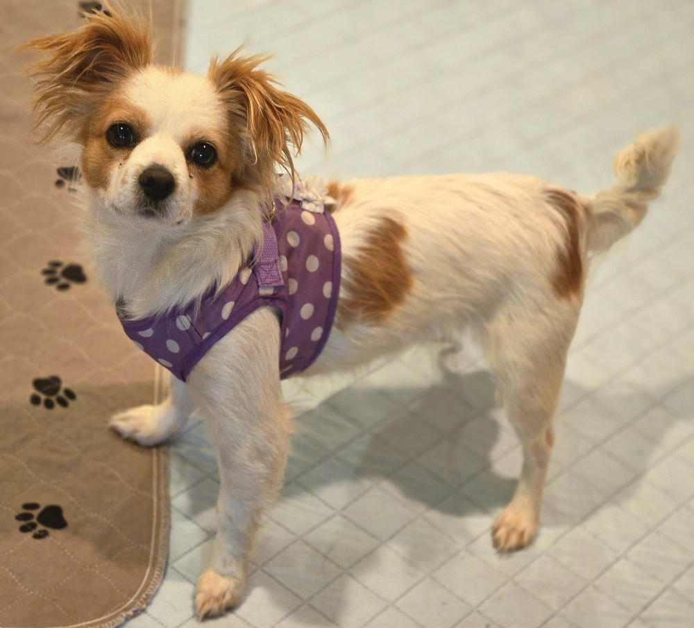 Kelly, an adoptable Dachshund, Cavalier King Charles Spaniel in Bend, OR, 97701 | Photo Image 3