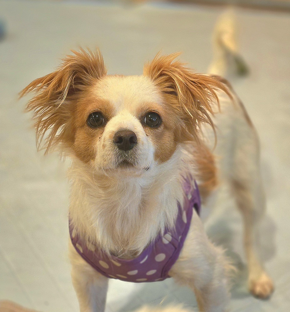 Kelly, an adoptable Dachshund, Cavalier King Charles Spaniel in Bend, OR, 97701 | Photo Image 4