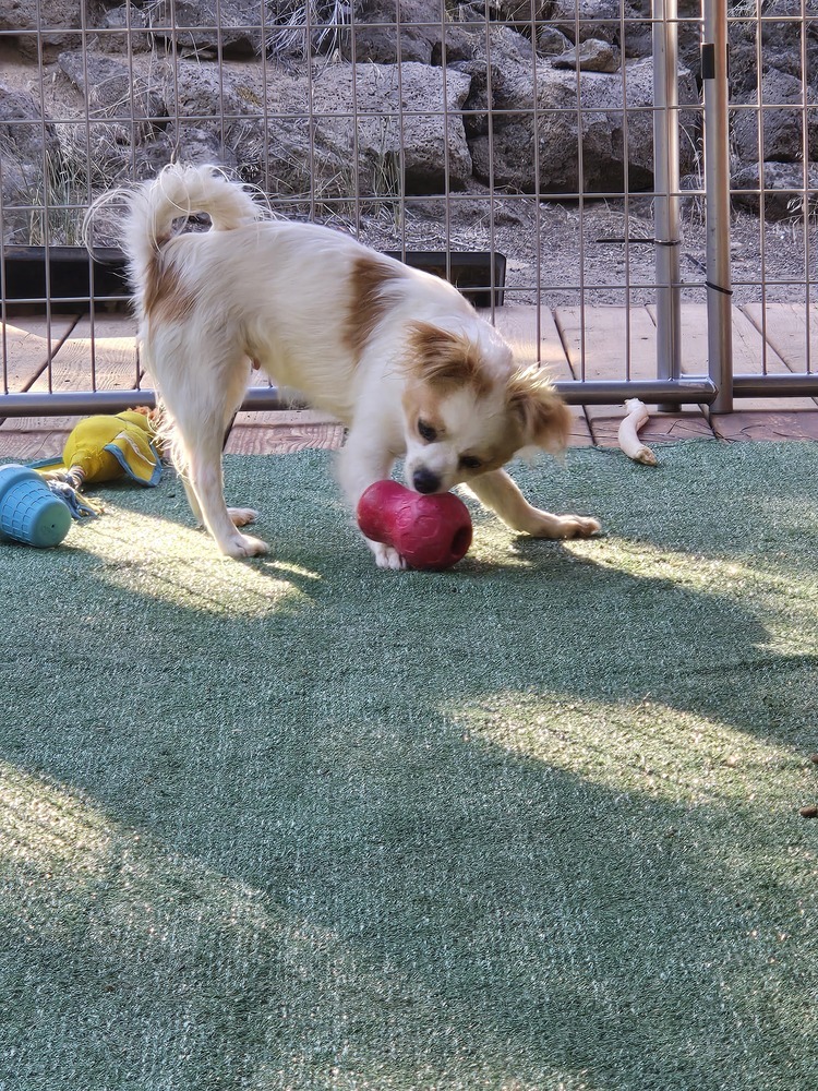 Kelly, an adoptable Dachshund, Cavalier King Charles Spaniel in Bend, OR, 97701 | Photo Image 5