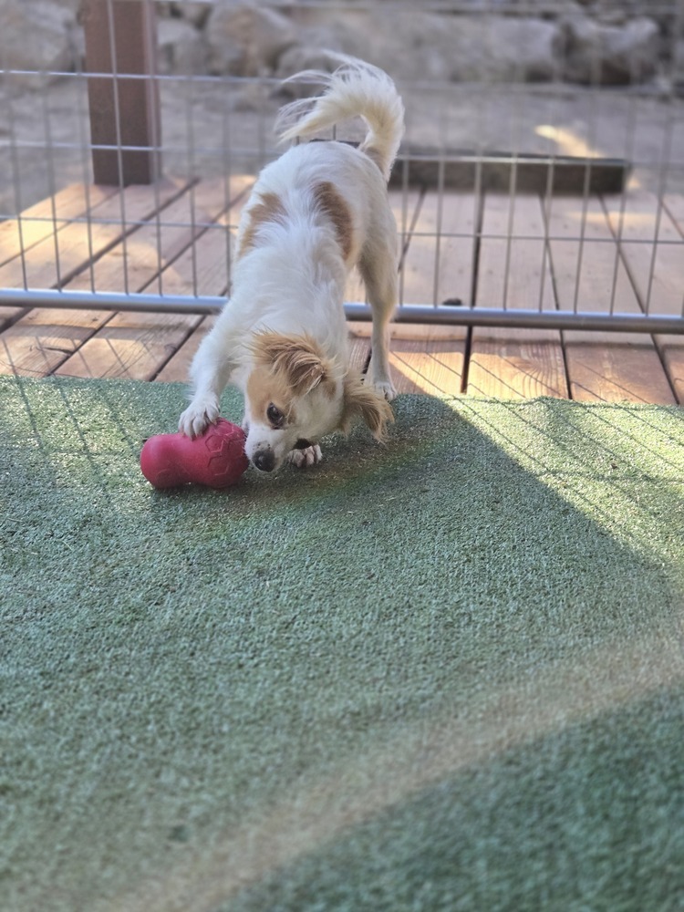 Kelly, an adoptable Dachshund, Cavalier King Charles Spaniel in Bend, OR, 97701 | Photo Image 6