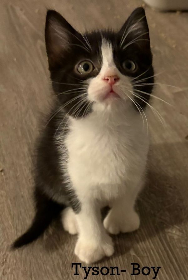 Tyson (Female) (Twinkle Toes Litter)