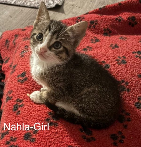 Nahla (Twinkle Toes Litter)