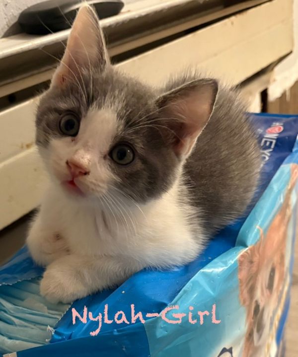 Nylah (Twinkle Toes Litter)