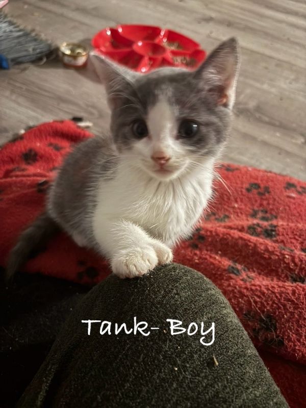 Tank (Twinkle Toes Litter)