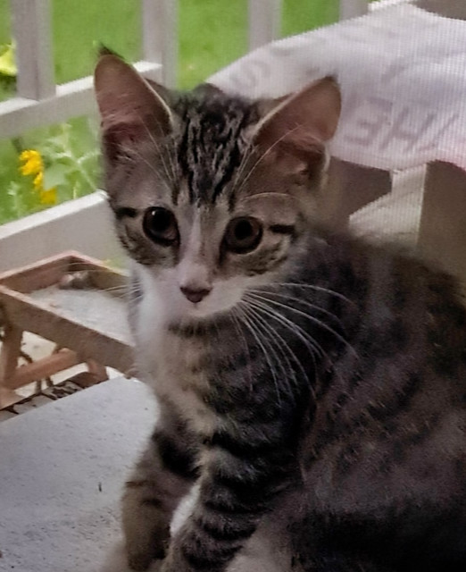 Theo #3 (Bjerke Kitten #1)