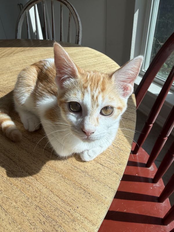 Ginger