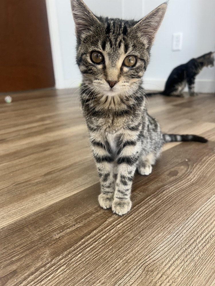 Mia, an adoptable Domestic Short Hair in Salmon, ID, 83467 | Photo Image 1
