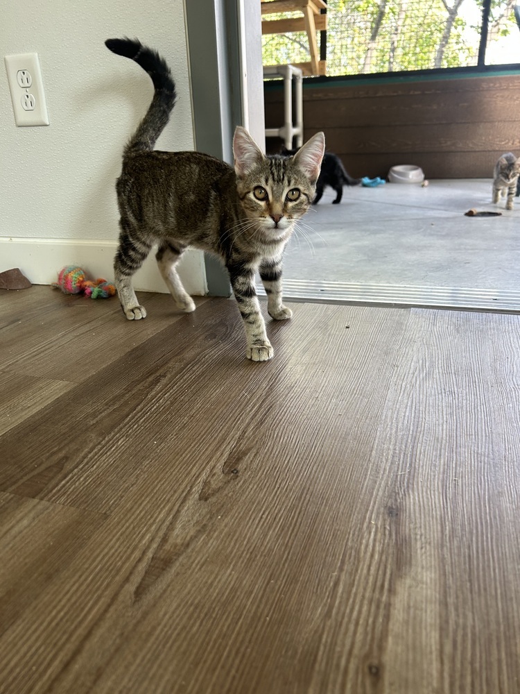 Bengal, an adoptable Domestic Short Hair in Salmon, ID, 83467 | Photo Image 1