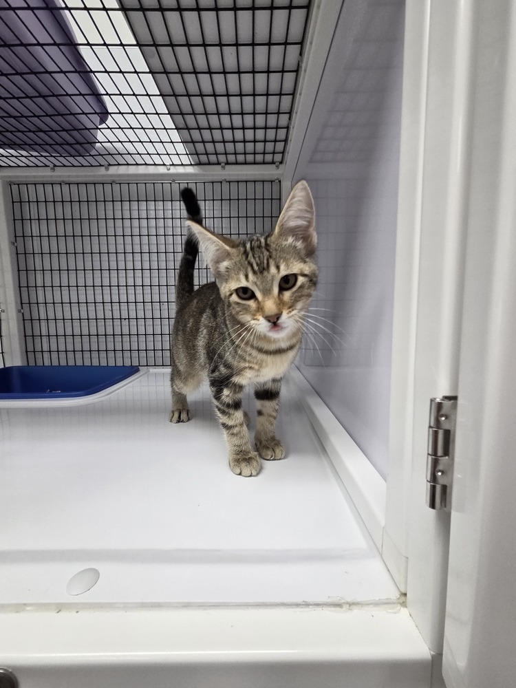Bengal, an adoptable Domestic Short Hair in Salmon, ID, 83467 | Photo Image 2