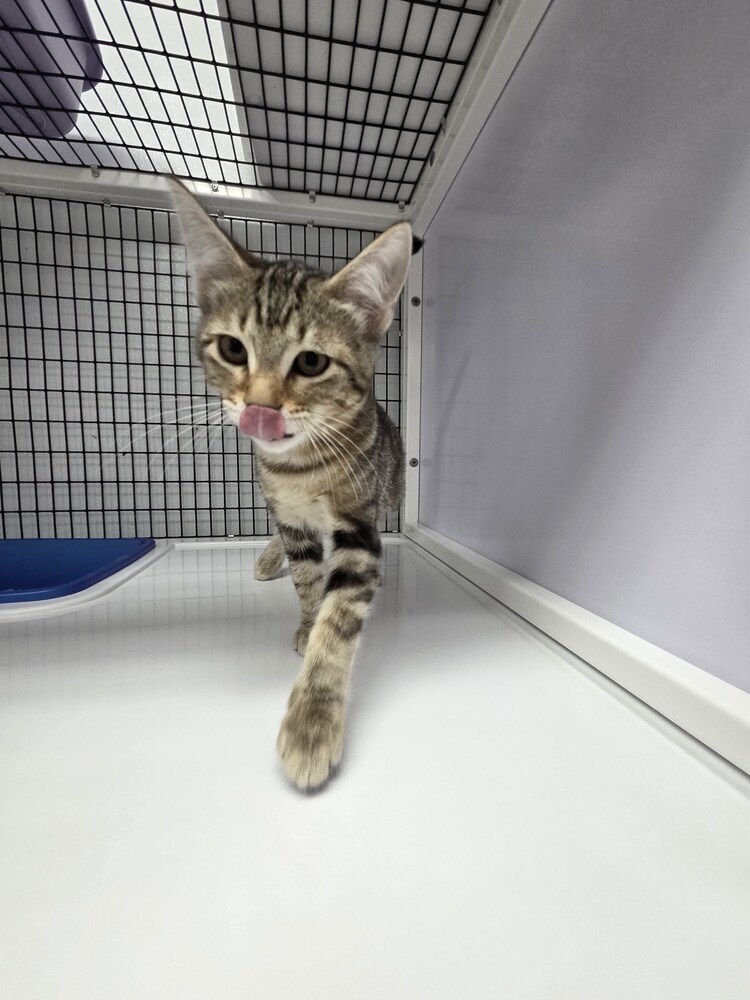 Bengal, an adoptable Domestic Short Hair in Salmon, ID, 83467 | Photo Image 2