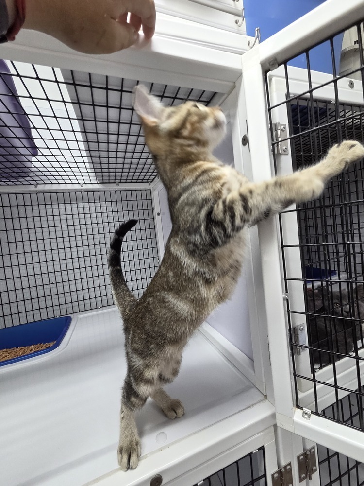 Bengal, an adoptable Domestic Short Hair in Salmon, ID, 83467 | Photo Image 3