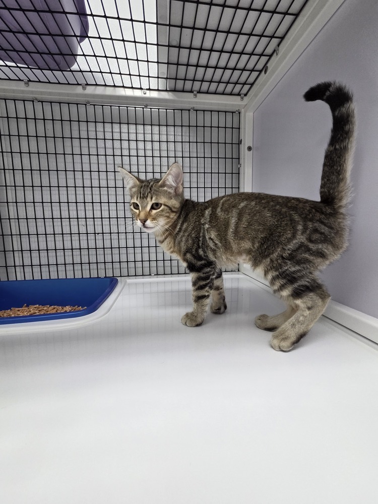 Bengal, an adoptable Domestic Short Hair in Salmon, ID, 83467 | Photo Image 5